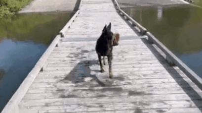 杜宾犬玩飞盘时掉进河里,主人傻眼:说好的聪明犬种呢? 杜宾犬玩飞盘时掉进河里,主人傻眼:说好的聪明犬种呢?