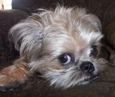 训练布鲁塞尔格里芬犬不乱叫的方法，可以get一下.jpg