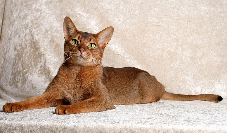 新加坡猫得了传染性鼻气管炎，这样治就对了！