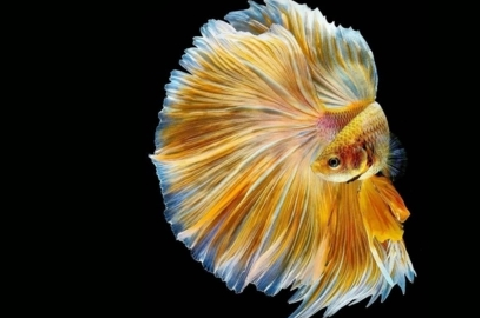 斗鱼身上长毛正常吗?看完这篇文章你就知道了