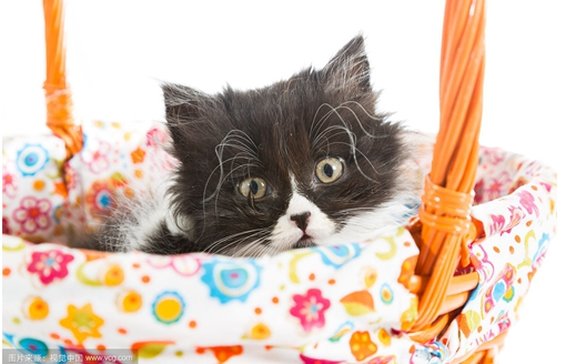 波斯猫偷吃东西?你要这么惩罚它 波斯猫偷吃东西?你要这么惩罚它