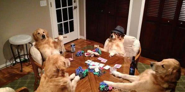 上辈子绝对是人!黄金猎犬成精了,读书打牌做园艺样样精通 上辈子绝对是人!黄金猎犬成精了,读书打牌做园艺样样精通