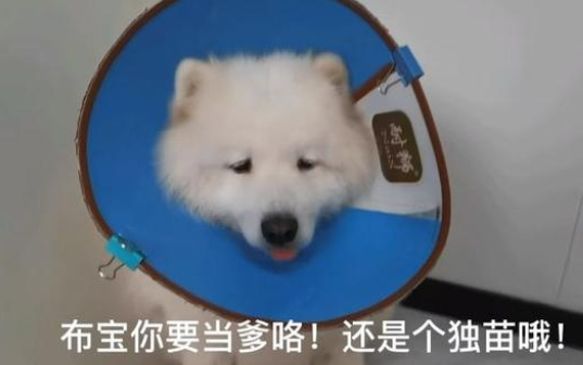 宠物博主刘布宝翻车，恼羞成怒怼网友脏话频出，本人还是老师？