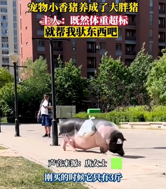 荒唐!辽宁一女士的宠物猪从3斤暴增到400斤 荒唐!辽宁一女士的宠物猪从3斤暴增到400斤