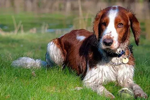 训练威尔士跳猎犬听口令，掌握方法就行了！