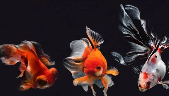 金鱼身上有白色点点的怎么回事?能治吗? 金鱼身上有白色点点的怎么回事?能治吗?