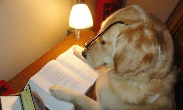 上辈子绝对是人!黄金猎犬成精了,读书打牌做园艺样样精通 上辈子绝对是人!黄金猎犬成精了,读书打牌做园艺样样精通