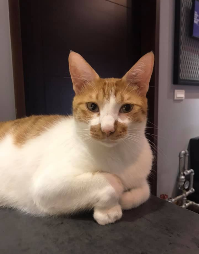 橘猫:我脖子以下全是腿!快来get腿超长的橘猫吧 橘猫:我脖子以下全是腿!快来get腿超长的橘猫吧