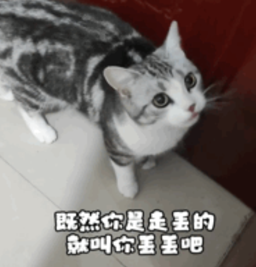 “我在回家路上捡到一只猫，竟是袁爷爷养的猫！”