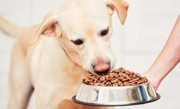 狗狗能吃阿莫西林？这篇文章给你答案