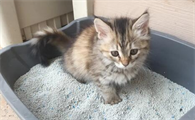 会用猫砂的猫没有猫砂会憋着吗