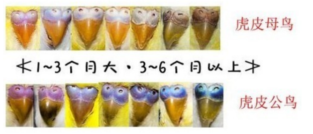 分辨虎皮鹦鹉公母的方法,原来如此简单! 分辨虎皮鹦鹉公母的方法,原来如此简单!