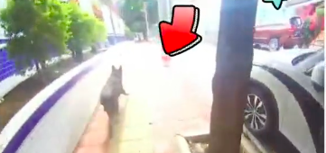 德牧离家出走跑到警局面试，主人赶紧来接：忘喂它吃鸡了