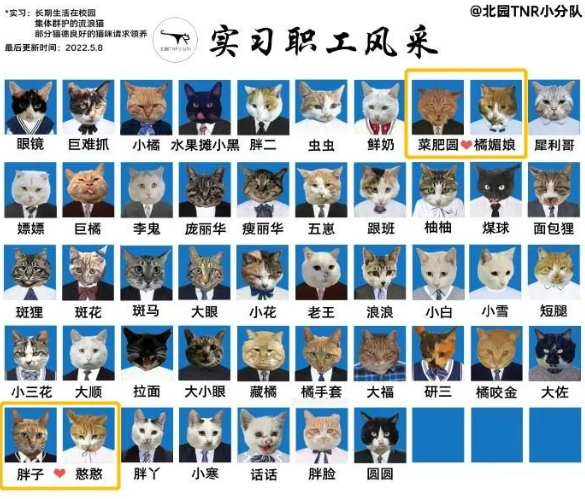 四川大学上百只流浪猫的证件照走红网络,幕后的故事居然这么劲爆! 四川大学上百只流浪猫的证件照走红网络,幕后的故事居然这么劲爆!
