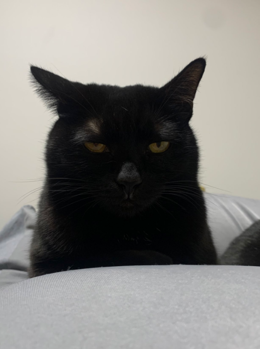 给猫拍了一组照片,猫看后瞪着眼骂了三天... 给猫拍了一组照片,猫看后瞪着眼骂了三天...