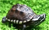 乌龟壳变软，是什么原因导致的？家长一定要知道！