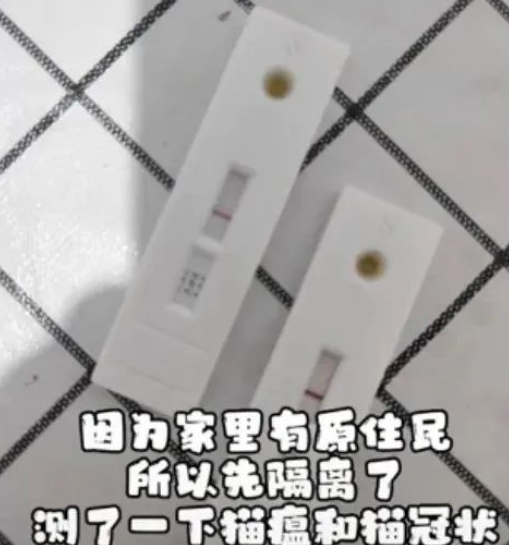 “我在回家路上捡到一只猫，竟是袁爷爷养的猫！”