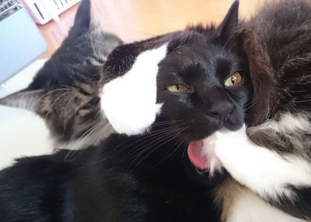 给猫拍了一组照片,猫看后瞪着眼骂了三天... 给猫拍了一组照片,猫看后瞪着眼骂了三天...