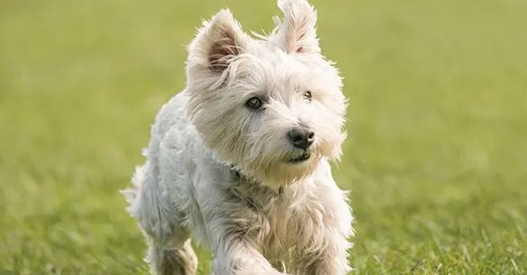 西高地犬掉毛因為季節性每個犬種都會面臨季節性脫毛的情況,這個是不