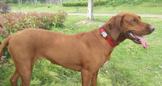 什么时候训练红骨猎浣熊犬比较好?这篇文章告诉你 什么时候训练红骨猎浣熊犬比较好?这篇文章告诉你