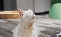 猫的舌头溃疡是什么样子的