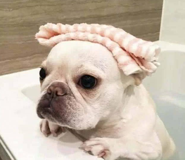 法国斗牛犬是一种神奇的狗，会让养的人爱不释手，越养越上瘾