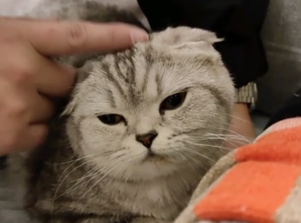抖音胖猫是什么猫.png 抖音胖猫是什么猫.png