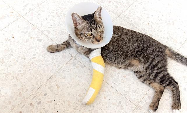 小猫的腿骨折了吃点什么比较好