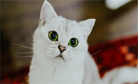 猫眼睛旁为什么会出现白色的东西