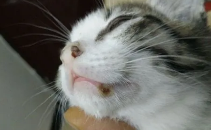 猫的嘴角两边烂了怎么办 猫的嘴角两边烂了怎么办