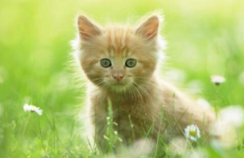 小猫小便失禁是怎么回事