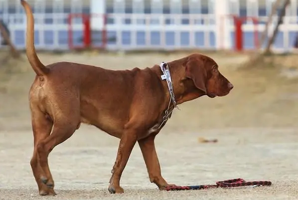 红骨猎浣熊犬排便训练，原来这么简单！