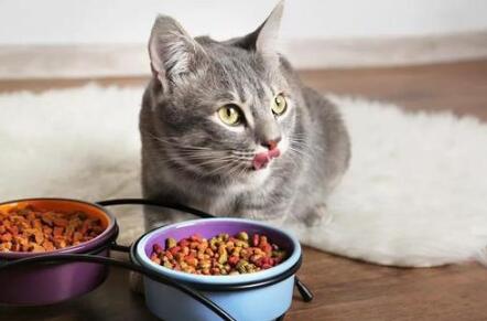 一款猫粮吃多久建议更换