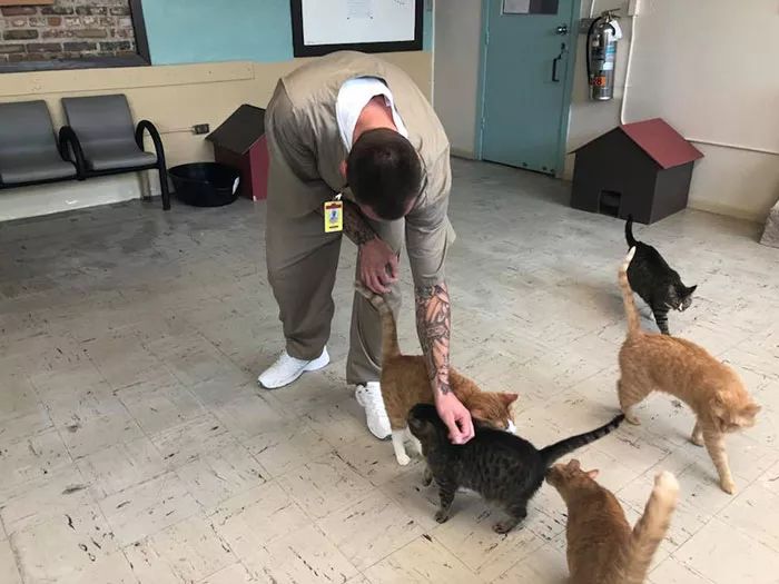 很治愈！可能被安乐死的流浪猫，送去监狱给犯人照顾会怎样