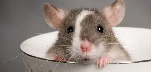 老鼠喜欢什么气味或食物？快来了解一下~