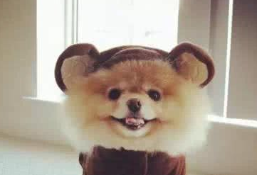 号称全球最可爱的博美狗Boo.png