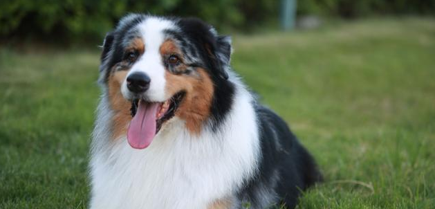 澳洲牧羊犬随行训练方法，很简单！