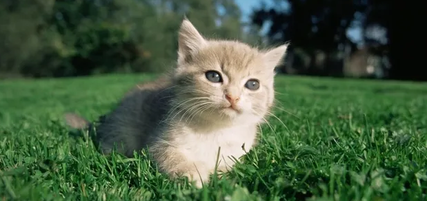 猫屎能直接冲到马桶里吗？这篇文章告诉你！