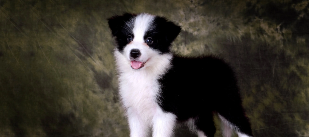 训练边境牧羊犬飞盘的方法是什么？大家快来学习一下！
