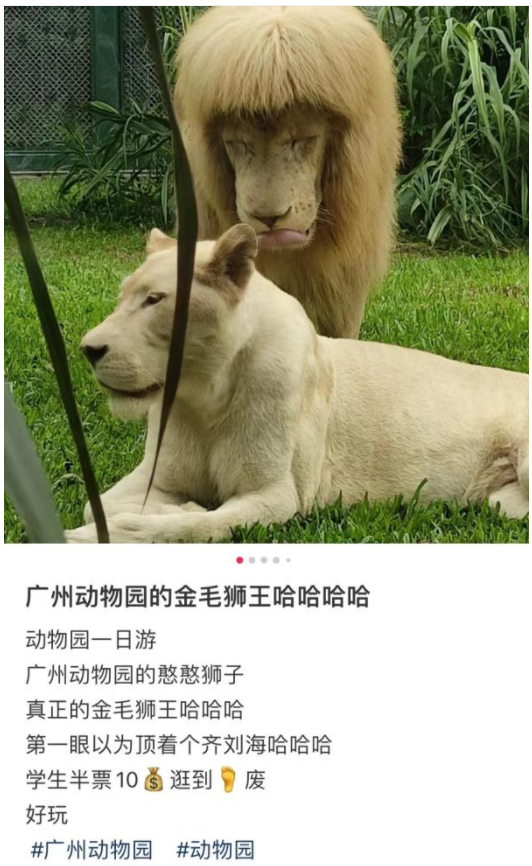 广州动物园回应“狮子剪刘海”:绝对纯天然 广州动物园回应“狮子剪刘海”:绝对纯天然