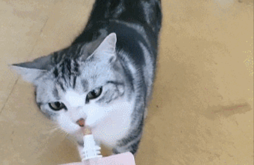 “我在回家路上捡到一只猫，竟是袁爷爷养的猫！”
