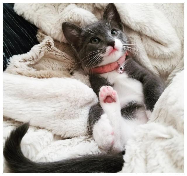 女孩救助了一只被母猫遗弃的小猫，却被“狗妈”带偏了
