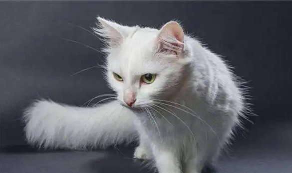 土耳其安哥拉猫掉毛?要适度洗澡啊! 土耳其安哥拉猫掉毛?要适度洗澡啊!