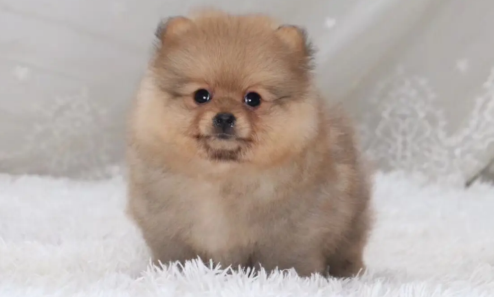 夏天要不要给博美犬剃毛？你们来这看看