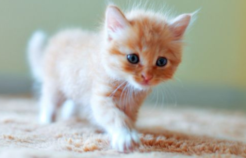 猫咪几个月做一次体内驱虫 猫咪几个月做一次体内驱虫