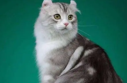 训练美国硬毛猫装死很好玩,你掌握技巧了吗? 训练美国硬毛猫装死很好玩,你掌握技巧了吗?