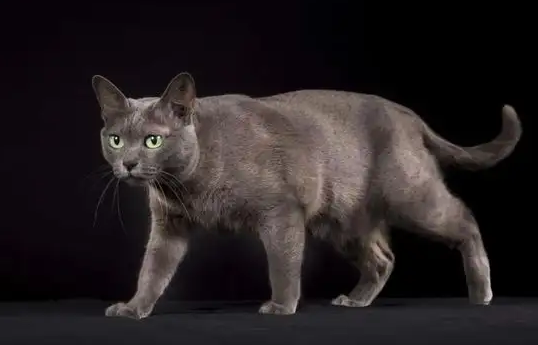训练科拉特猫游泳,掌握这些方法就够了! 训练科拉特猫游泳,掌握这些方法就够了!