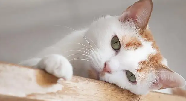 猫咬纸箱子,你们说要不要阻止? 猫咬纸箱子,你们说要不要阻止?
