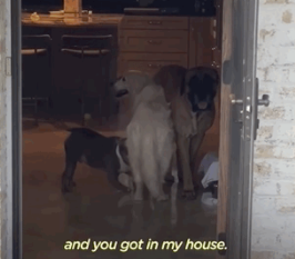 14岁老狗到处串门,邻居:我没有狗,却过上了有狗的日子 14岁老狗到处串门,邻居:我没有狗,却过上了有狗的日子