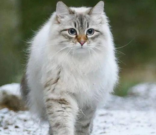 不知道挪威森林猫怎么训练 ?看看这篇文章~ 不知道挪威森林猫怎么训练 ?看看这篇文章~